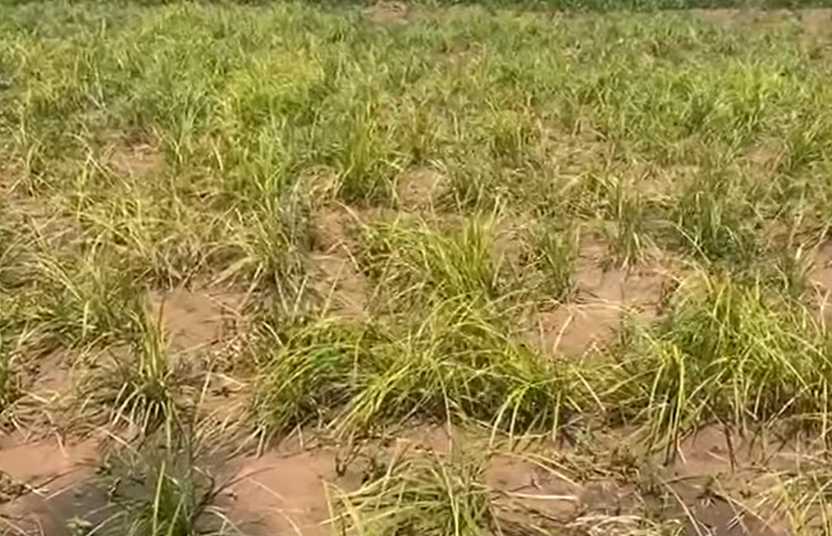 O nouă analiză relevă legătura crucială dintre calitatea solului și sănătatea umană (raport)