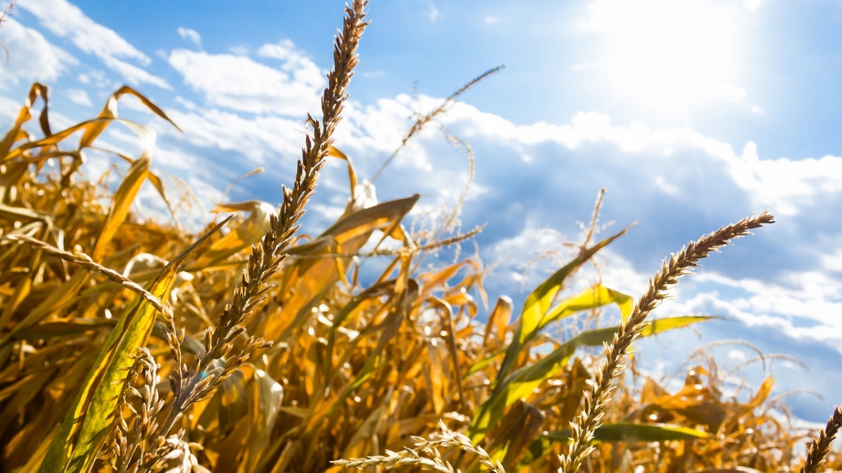 Ne paște o criză alimentară? Milioane de hectare afectate de secetă, Ministerul Agriculturii trebuie să ia măsuri urgente