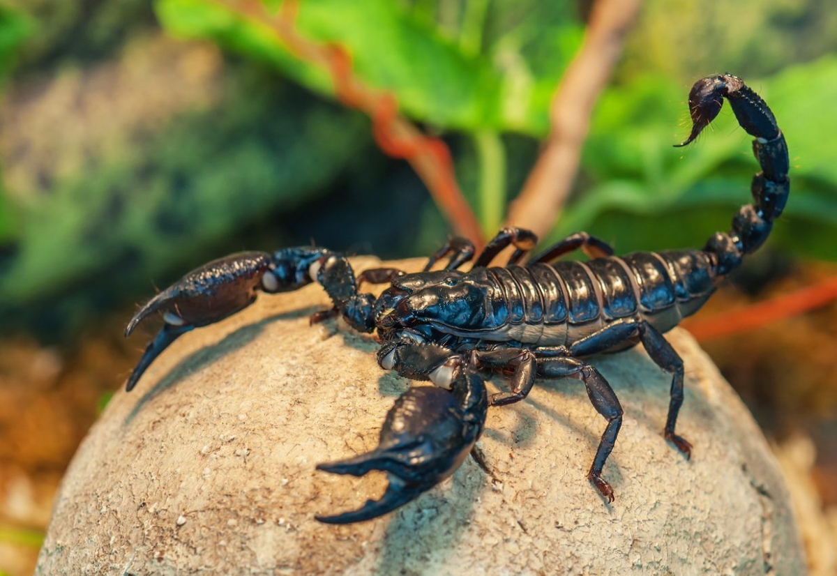 Ciudata situație din SUA generează valuri la nivel mondial: Este ca înțepătura scorpionului. Va fi o aterizare grea!