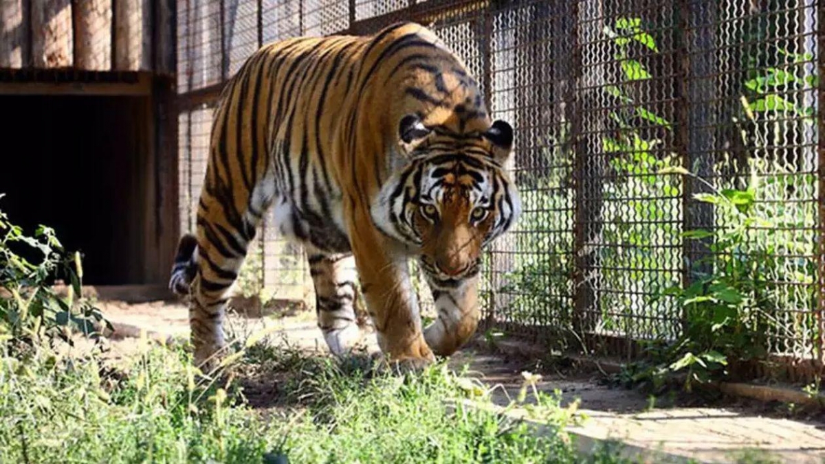 VIDEO O femeie a sărit gardul grădinii zoologice pentru a mângâia un tigru. Acum este căutată de poliție