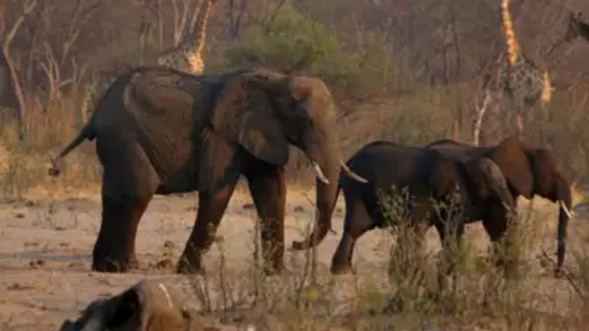 Restricții în importul trofeelor – Botswana amenință cu sacrificarea a 20.000 de elefanți