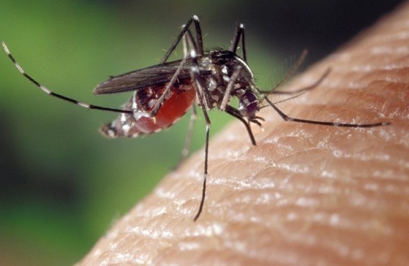 Patru infecții cu virusul West Nile în județ; o femeie a pierdut lupta cu boala