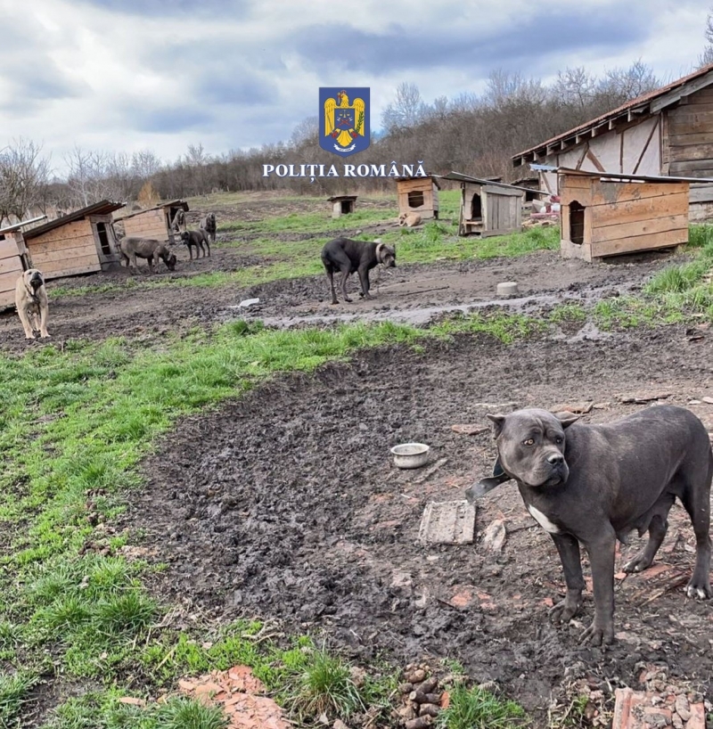 Canisă clandestină pentru câini de luptă, descoperită de autorități