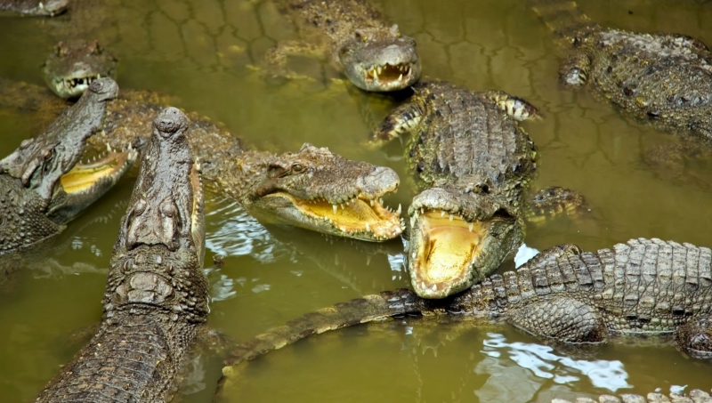 Fermă de crocodili din Thailanda își sacrifică reptilele din teama inundațiilor