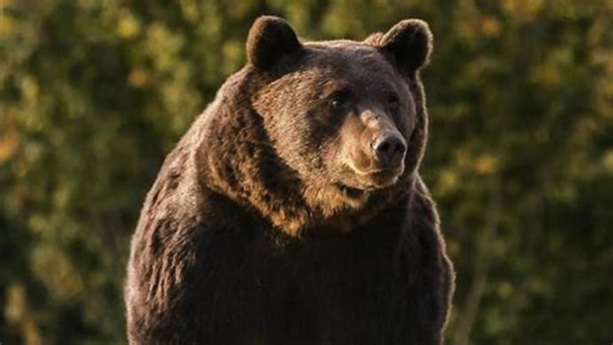 16 apeluri prin care era semnalată prezența urșilor în zone locuinte într-o săptămână