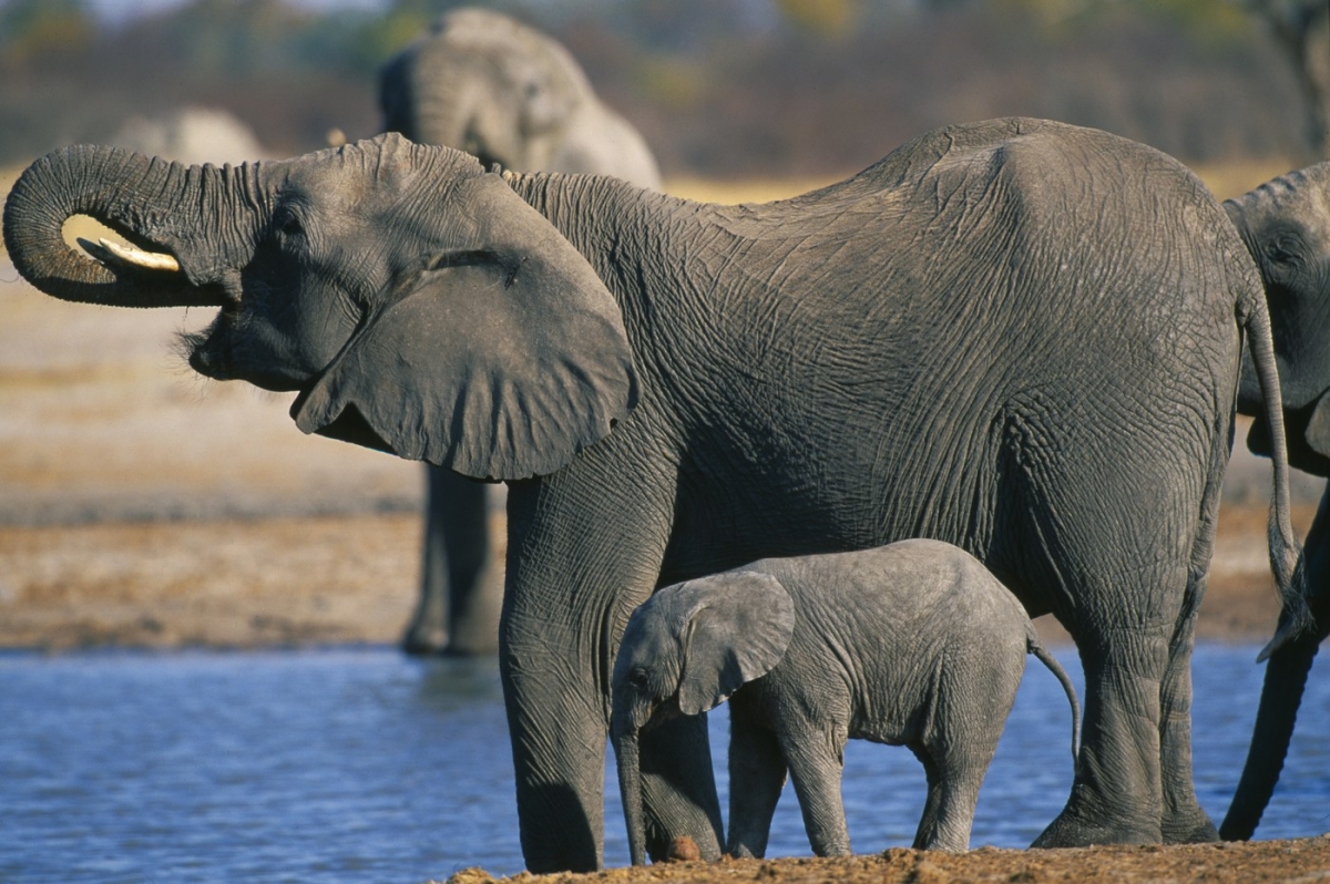 Tragedie în Thailanda: o turistă spaniolă de 22 de ani ucisă de un elefant