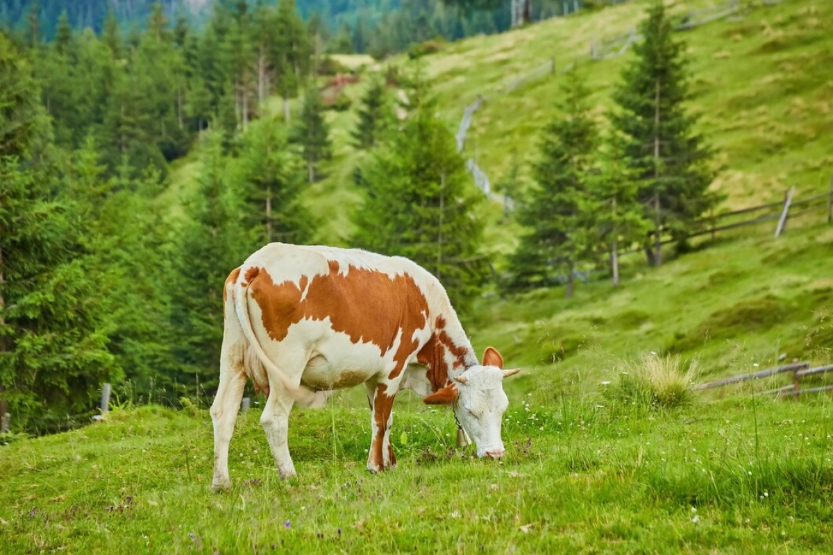 Creșterea efectivelor de bovine în România la mijlocul anului 2024
