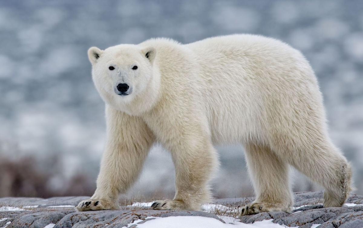 Urs polar în căutarea siguranței împușcat de autorități în Islanda