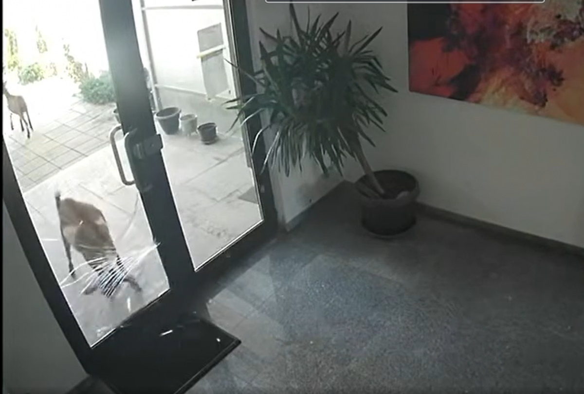 Caprele au invadat apartamentele de lux din centrul Bucureștiului!