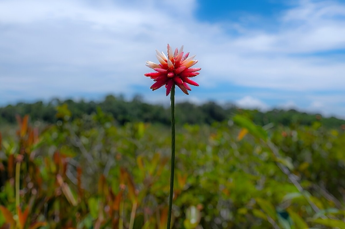 Floarea amazoniană, un simbol al COP16, și povestea fascinantă a unui horticultor indigen