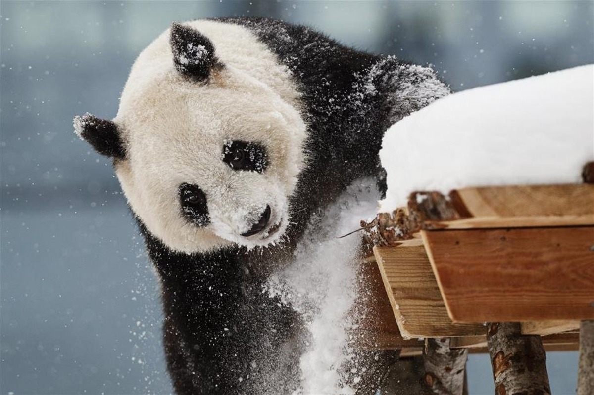 Grădina zoologică restituie Chinei doi panda gigant: De ce s-a ajuns aici?