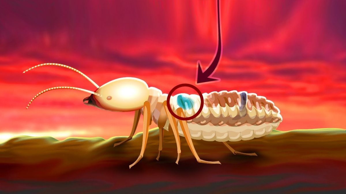 Insecte cu tactici explozive pentru apărarea cuibului: descoperă strategia kamikaze!