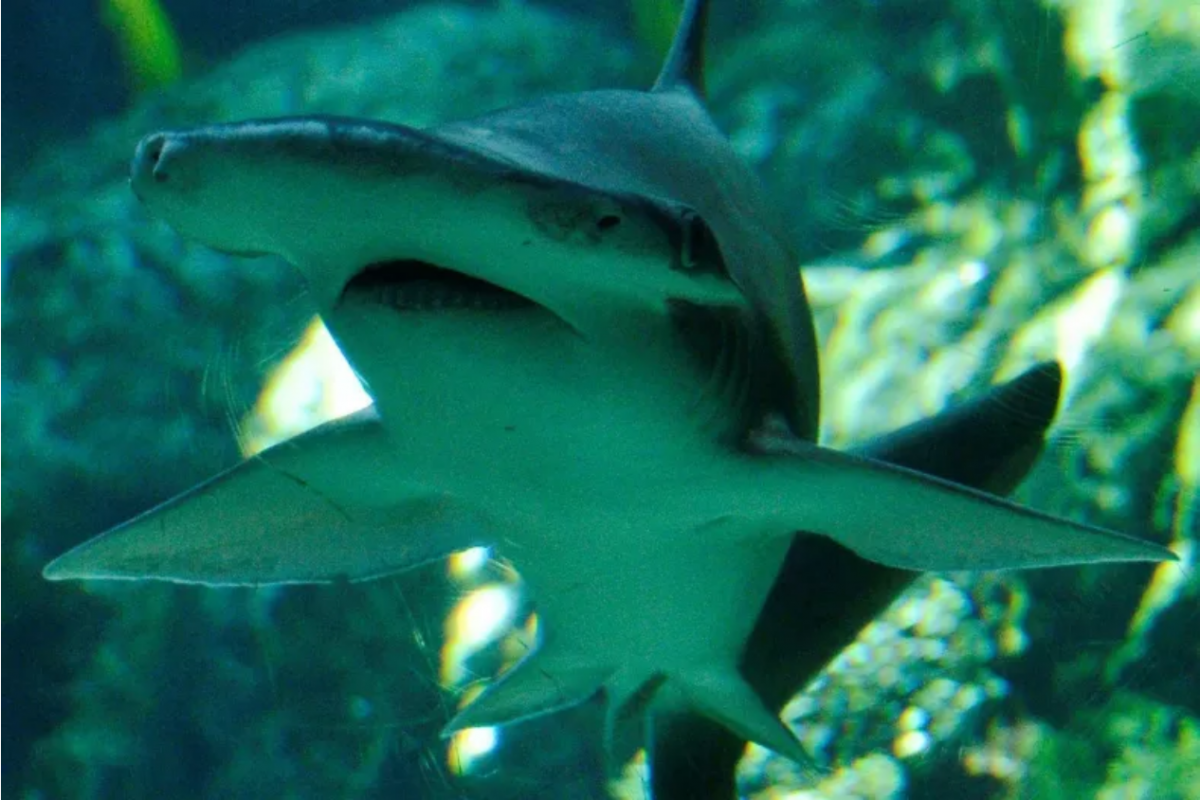 O nouă specie de rechin a fost identificată, însă descoperirea vine cu o notă de tristețe