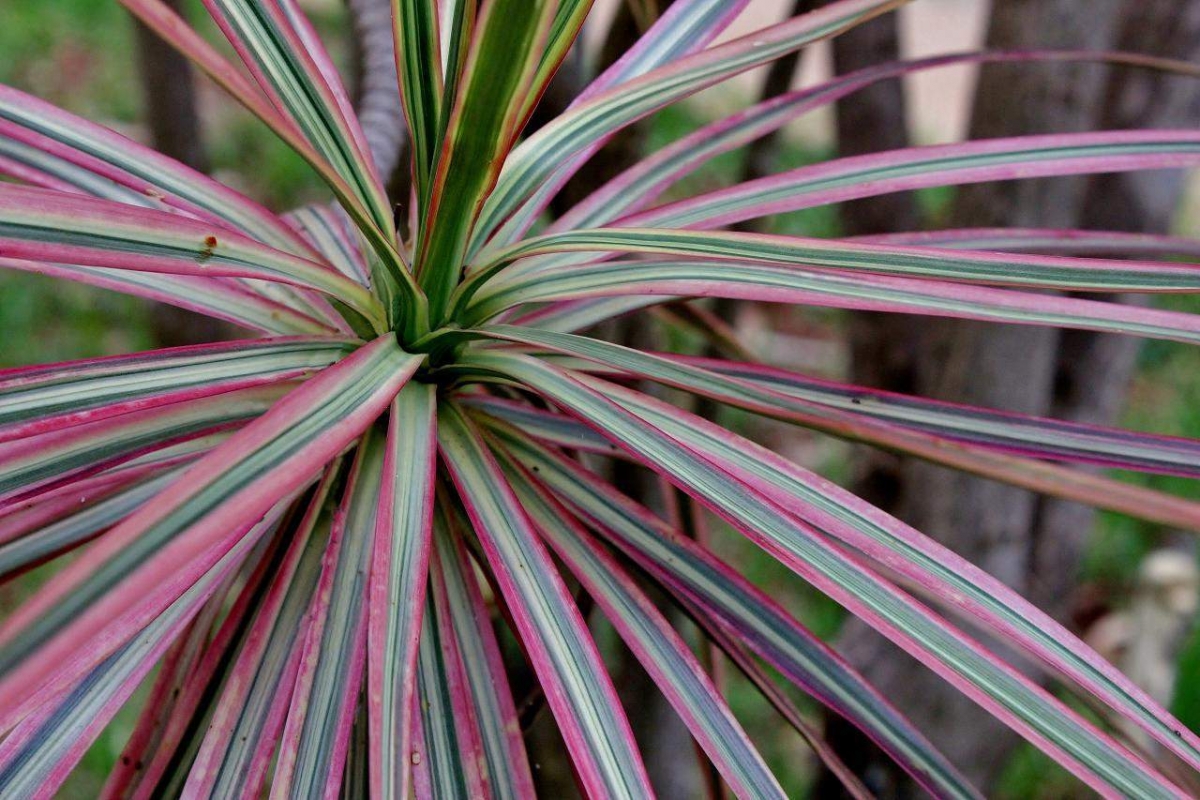 Dracaena: planta perfectă pentru locuințele moderne, cu efecte benefice puternice