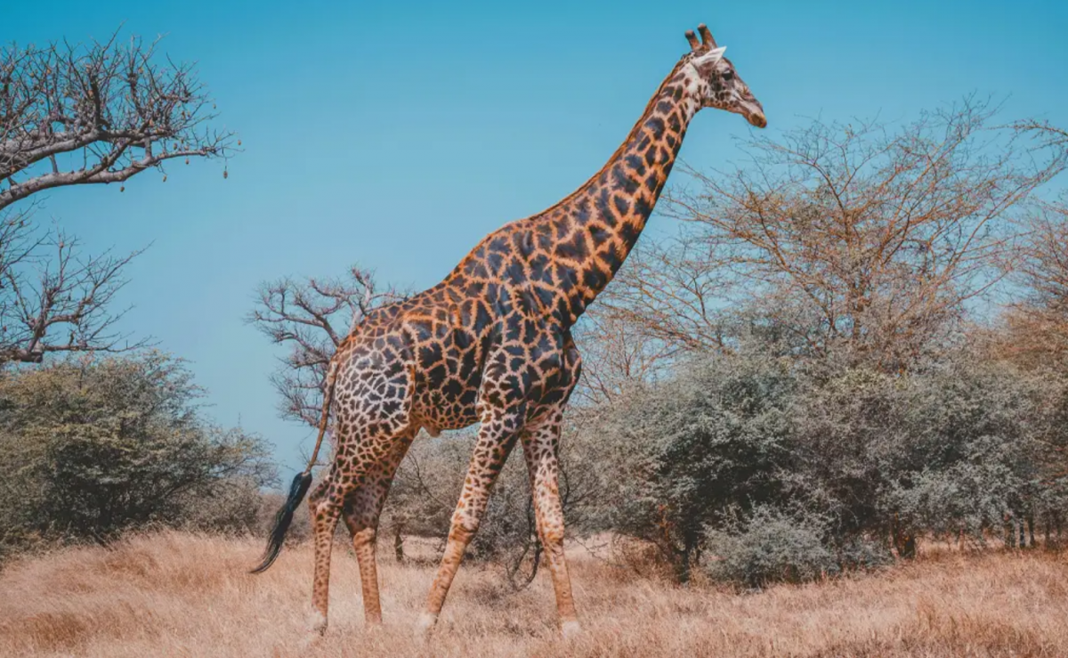 De ce girafele au gâtul atât de lung: teorii fascinante despre acest erbivor uimitor
