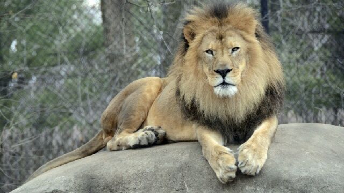 Tragedie devastatoare într-o grădină zoologică din Nigeria: un îngrijitor a fost ucis de un leu