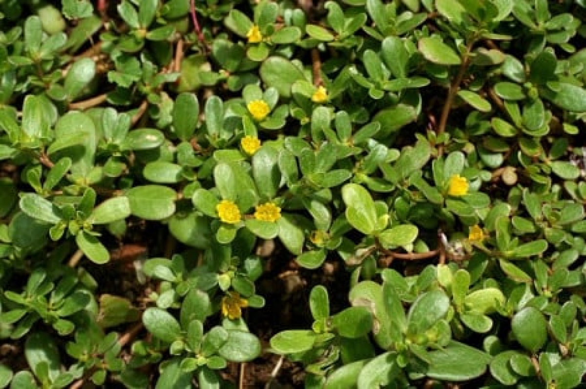 Planta considerată ‘buruiană’ de români, dar căutată ca aurul în țările străine