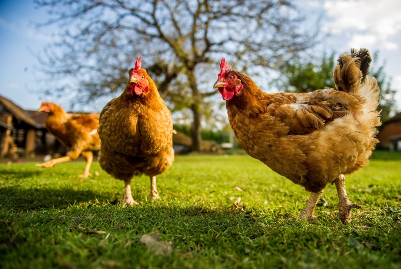 Măsura controversată: România își propune să interzică importurile de ouă și carne de pasăre din Ucraina