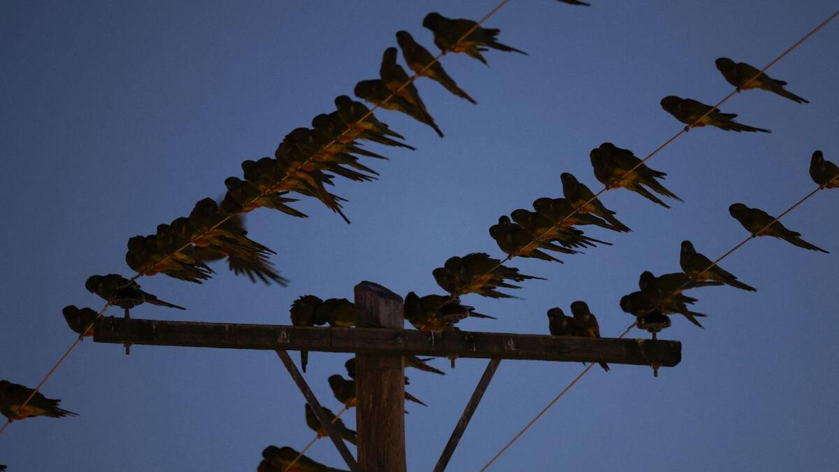 Invazia neașteptată a papagalilor în Argentina: păsările distrug cablurile electrice și cauzează blackout-uri
