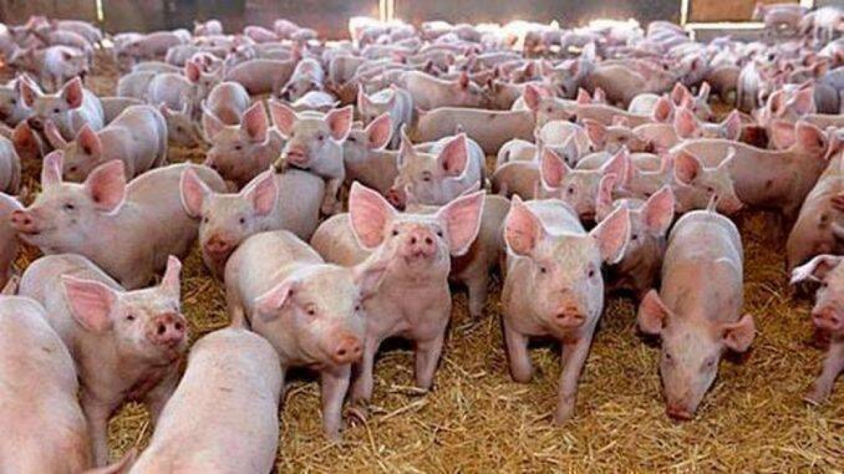 Focar de pestă porcină africană: Peste 1000 de porci sacrificați dintr-o fermă din Sălaj