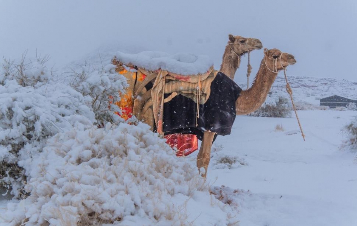 FOTO/ VIDEO A nins pentru prima dată într-un deșert din Arabia Saudită, unde temperaturile ajung și la 55 de grade