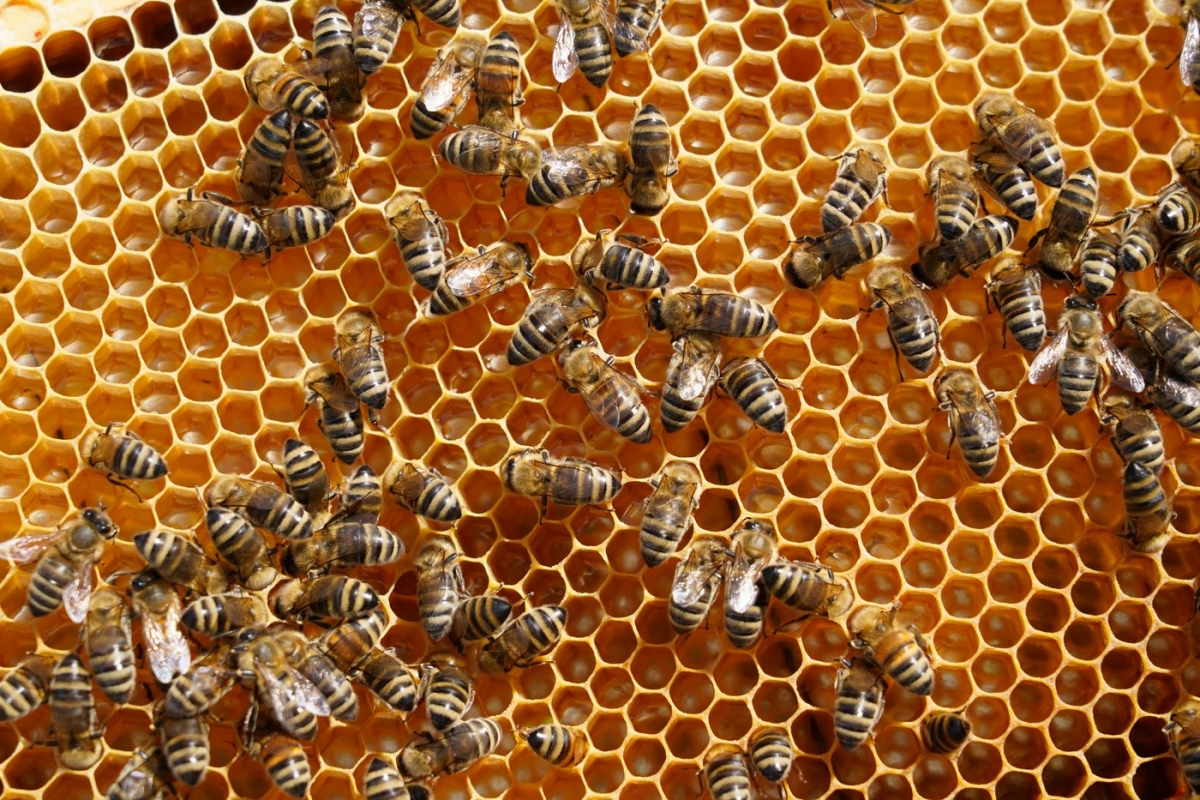 Temperaturile scăzute omoară puietul de albine, scad producţia de miere şi cresc cheltuielile apicultorilor