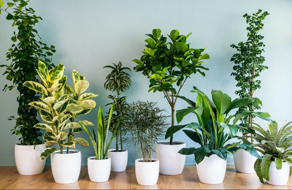 Atenție la aceste 4 plante care par inofensive, dar aduc dăunători în casă!
