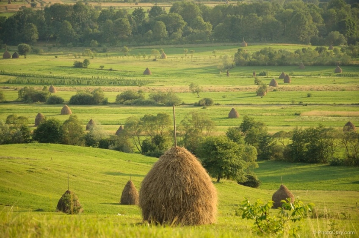 Căpițele de fân – semnul că România e pe cale să piardă legătura de veacuri dintre om și natură