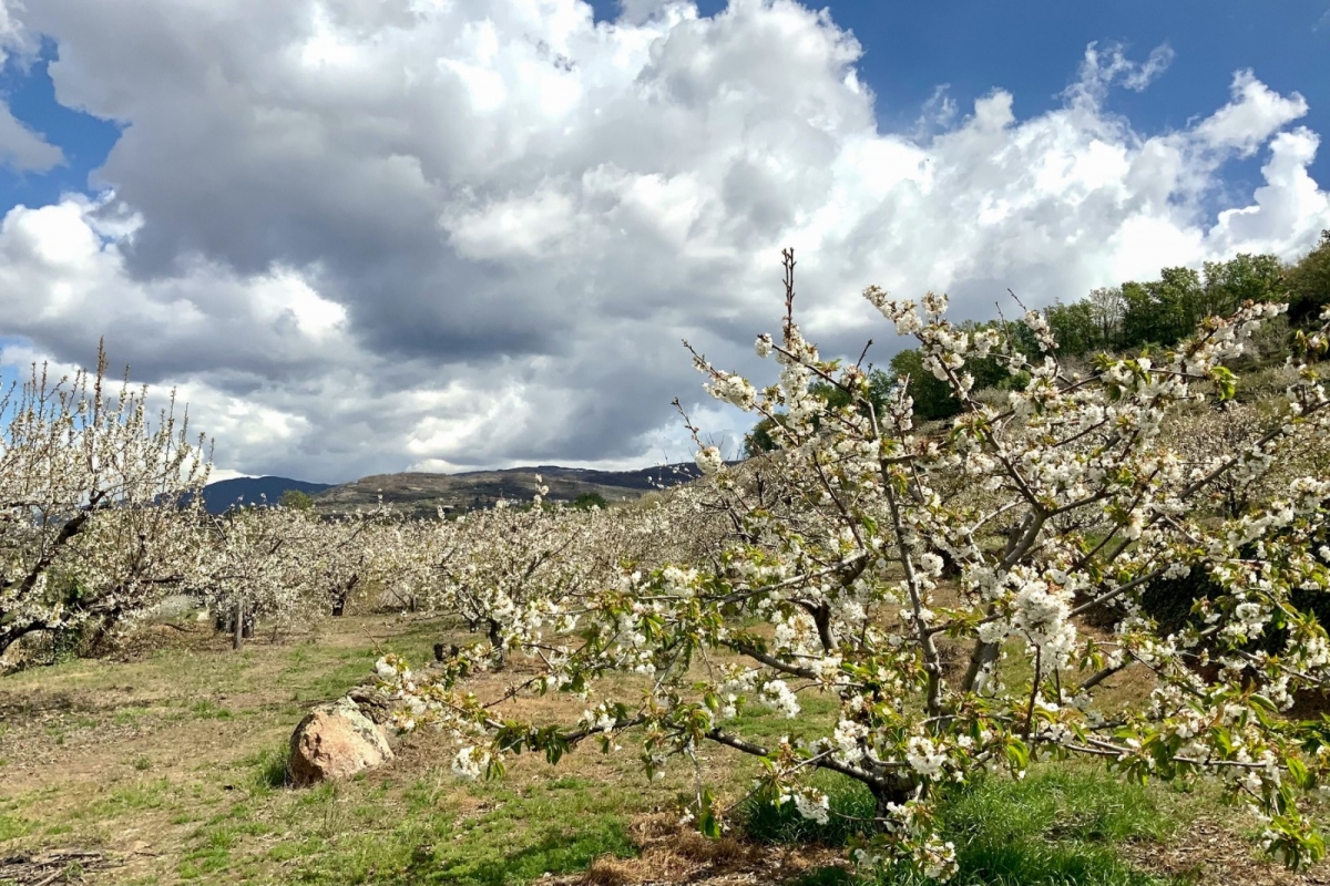 Arborii exotici rezistenți la ger din România: soluții pentru o recoltă îmbunătățită