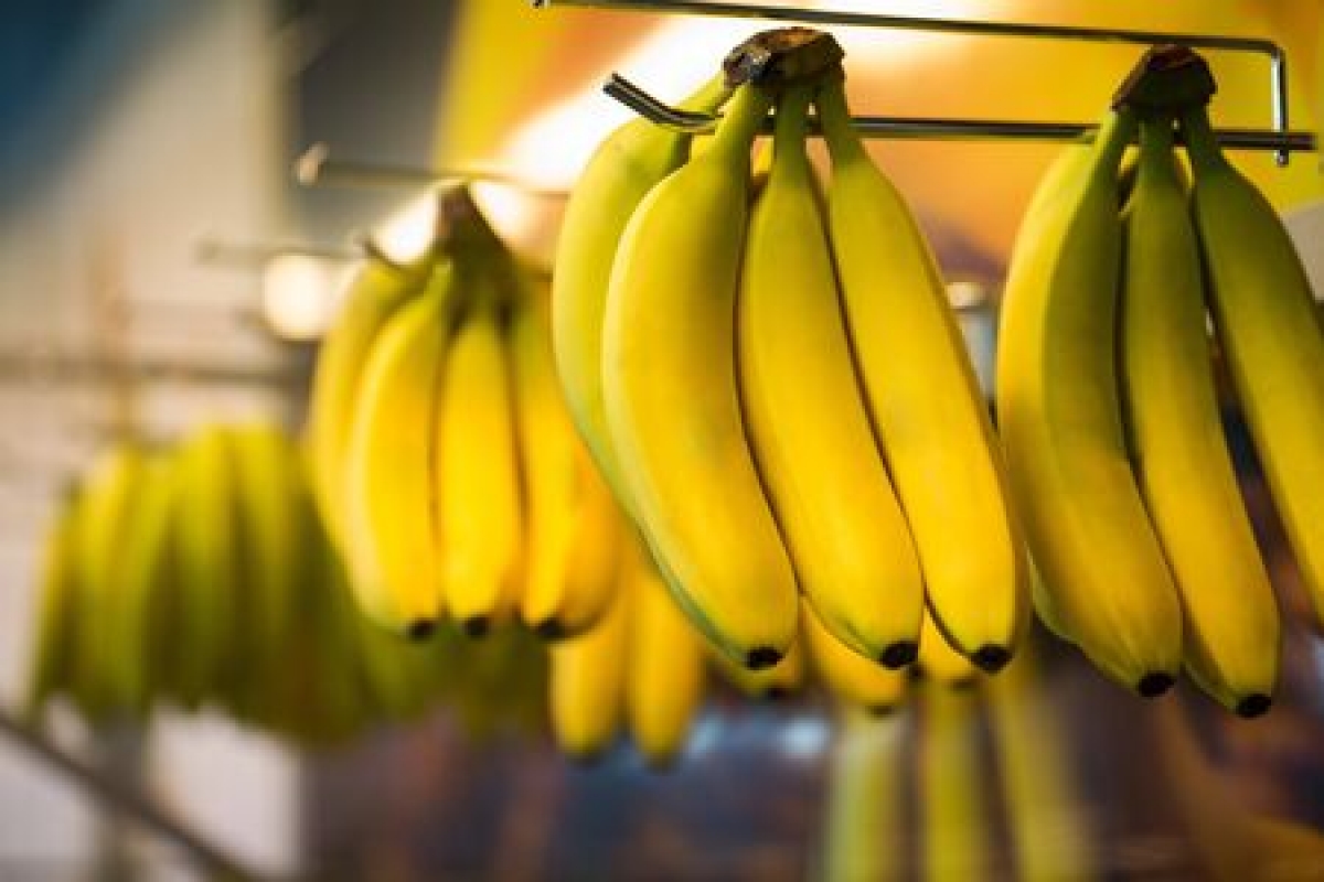 Ultima generație care mai consumă banane: fructul adorat la nivel global, pe punctul de a dispărea în câțiva ani