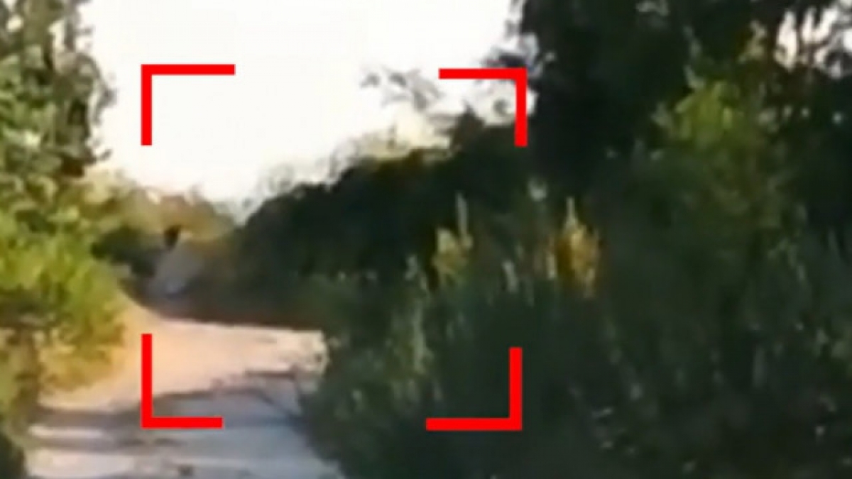 Stare de urgență în Bulgaria. Autoritățile caută un animal periculos evadat de la o grădină zoologică privată. Prădătorul, filmat lângă granița cu România