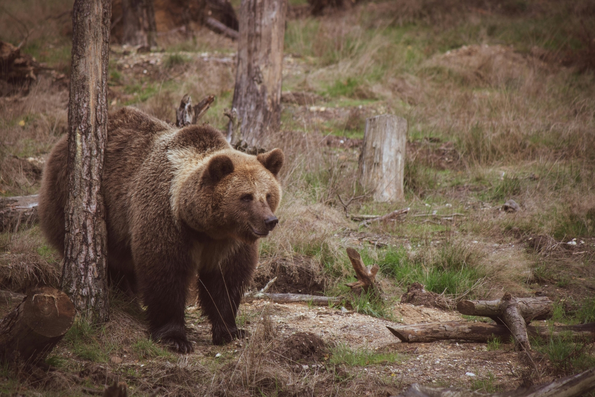 Urșii nu dau pace: un bărbat a fost atacat în timp ce se întorcea cu animalele la stână