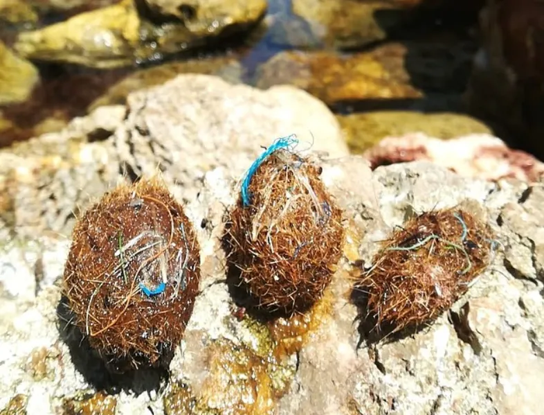 Fenomen inexplicabil apărut pe plaje în ultimele zile: Ce sunt bilele 'Neptun', cărora oamenii de știință încearcă să rezolve misterul