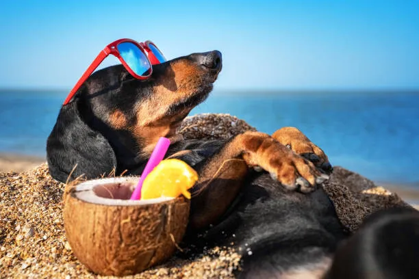 Animalul care 'mănâncă' alcool. Consumă zilnic aproape două cocktailuri