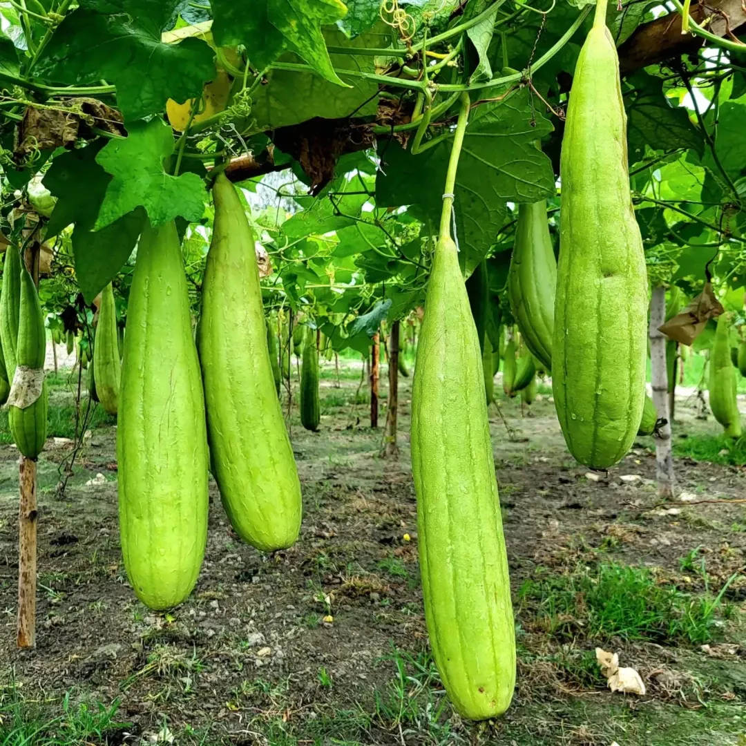 VIDEO Leguma exotică din Uzbekistan care cucerește solul fierbinte din Oltenia