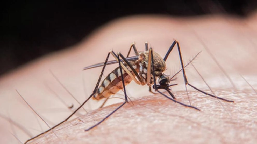 Cea mai mare fabrică de țânțari din lume protejează milioane de oameni de febra dengue