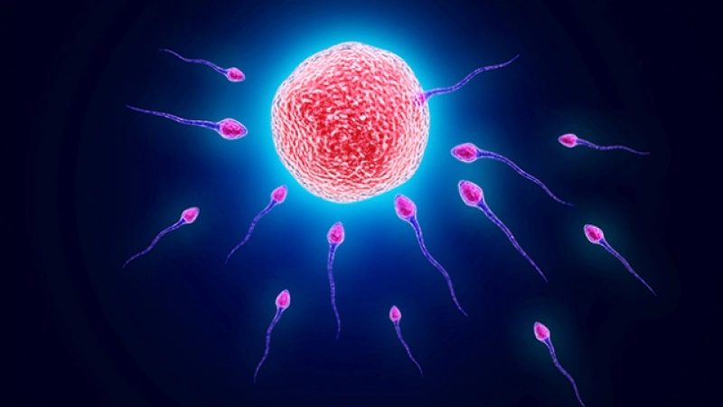 Cercetătorii trag un semnal de alarmă: pesticidele ar putea compromite fertilitatea masculină