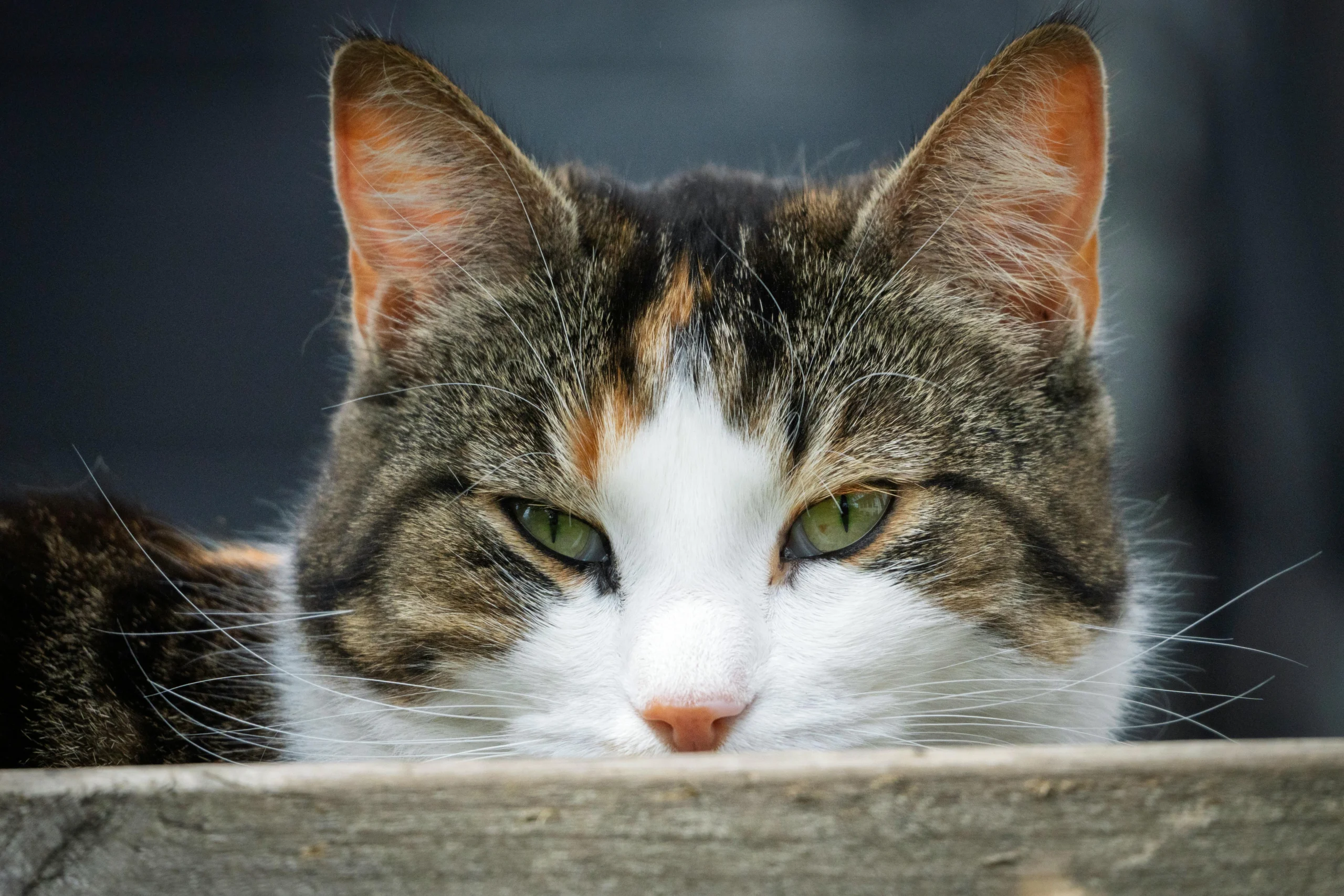 Litiera îți poate îmbolnăvi pisica: Felinele au foarte mare nevoie de un spațiu doar al lor bine organizat