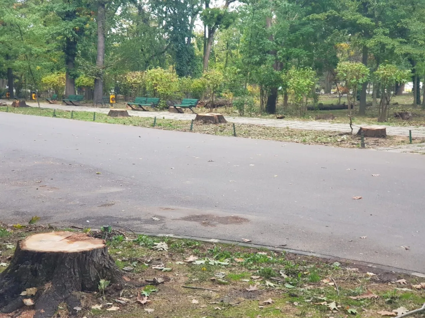 Un stejar contemporan cu regele Ludovic al XIV-lea, tăiat din motive de siguranţă în Franţa