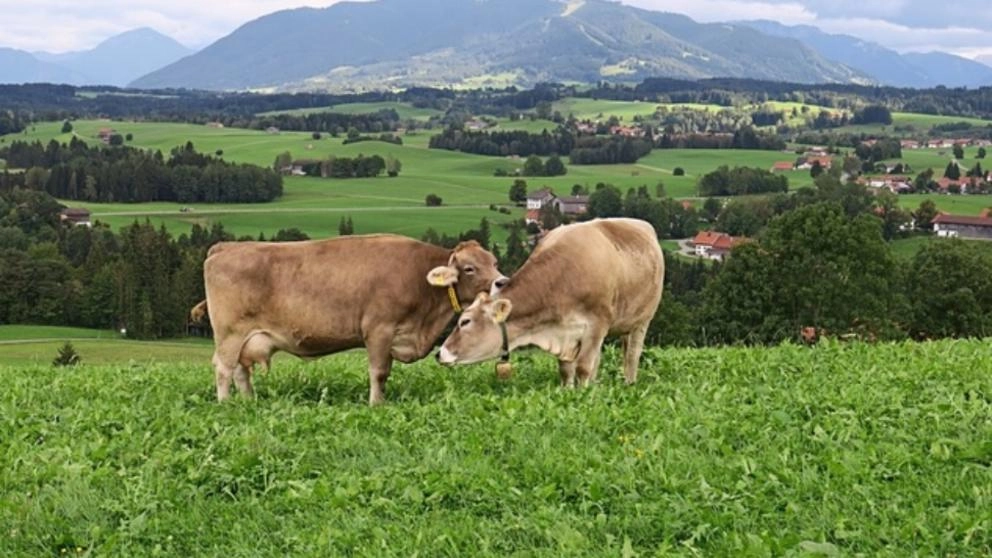 Cooperativele agricole revin din nou la modă: România analizează modelul german de organizare şi marketing