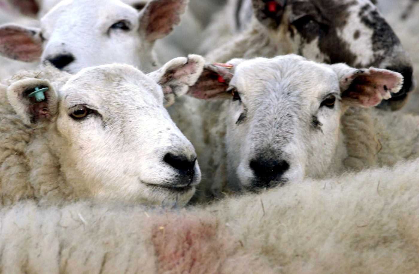 Producţia de carne a crescut la porcine şi la păsări şi a scăzut la bovine, ovine şi caprine