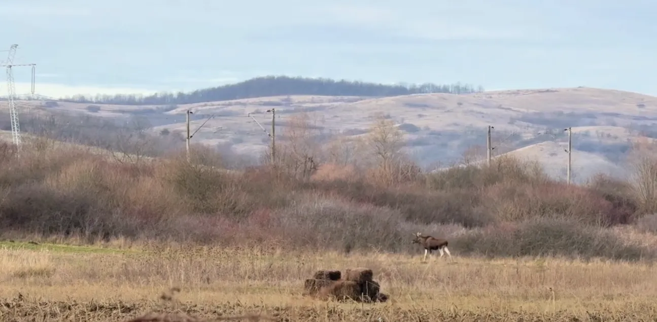 VIDEO Apariție inedită în pădurile României: Un elan a reapărut în țara noastră