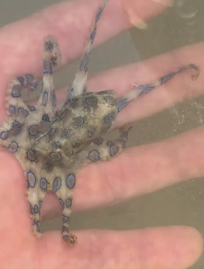 VIDEO A ținut în mână moartea fără să știe: Experiența unui turist care s-a jucat cu cea mai veninoasă creatură a oceanului