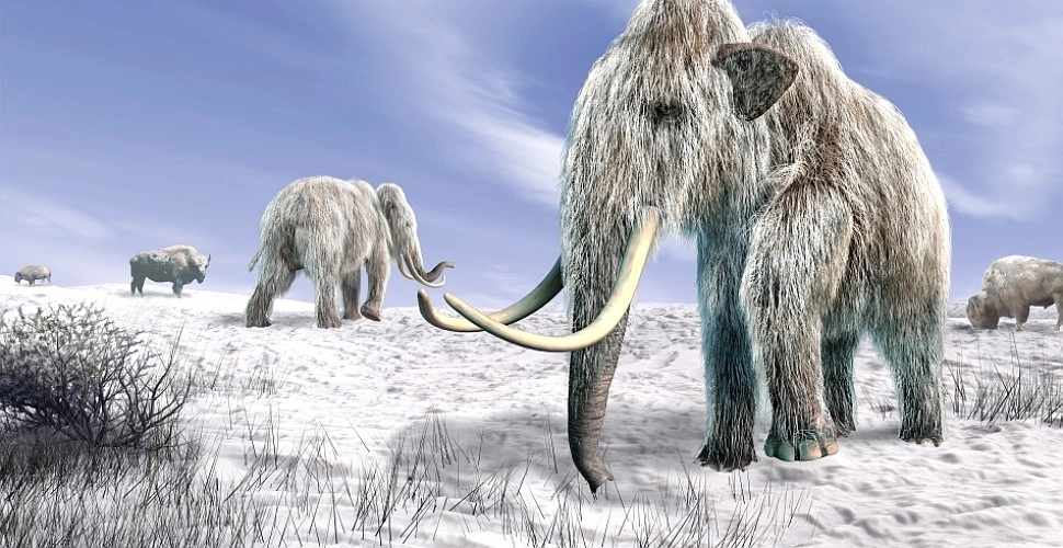 Un muzeu a păstrat timp de 70 de ani oase de „mamut” care, de fapt, aparțineau unei alte specii