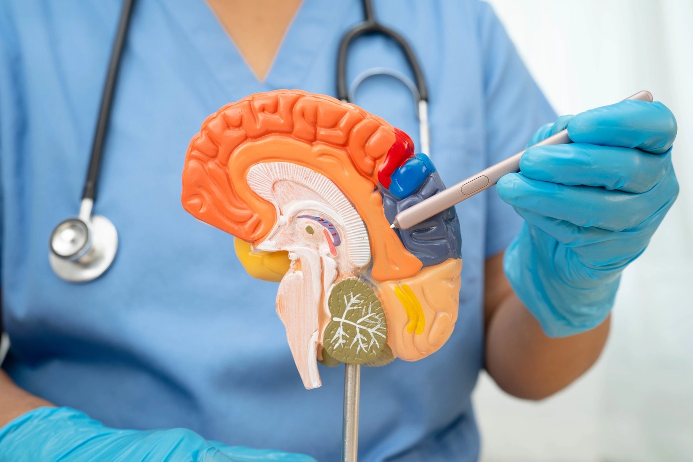 Încetinirea pierderii memoriei în boala Alzheimer, demonstrată într-un studiu pe modele animale