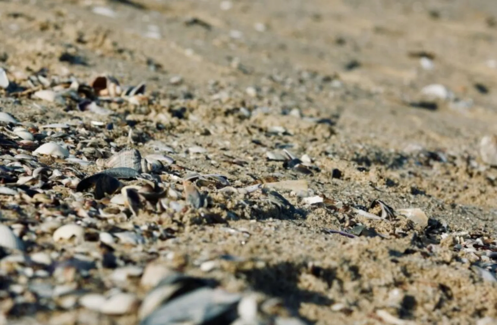 Descoperire îngrijorătoare la Marea Neagră: ceea ce au aflat cercetătorii ne afectează direct sănătatea