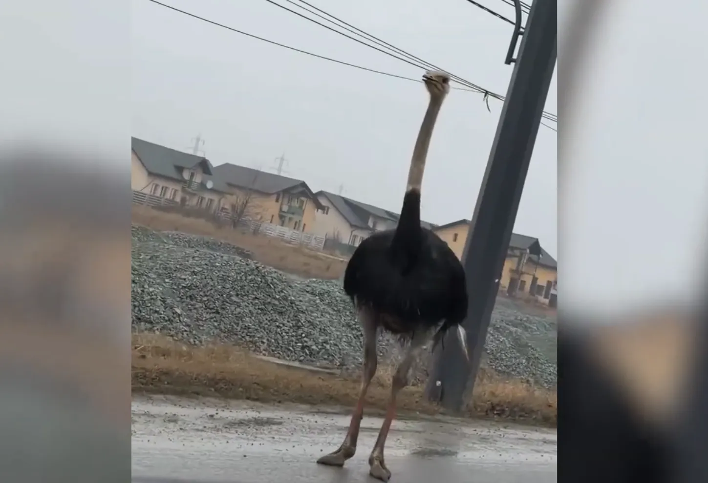 VIDEO Scene incredibile în Vaslui: misterul struților care umblă nestingheriți printre mașini