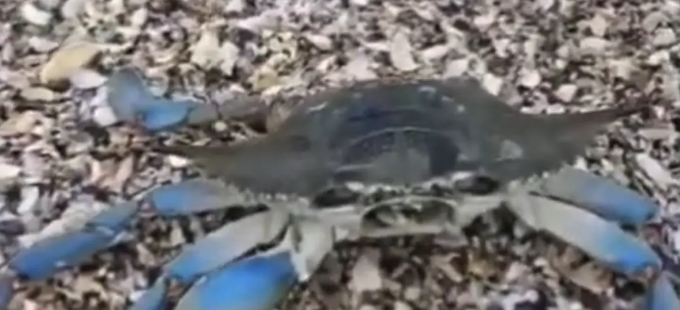 VIDEO Apariție neobișnuită pe plaja din Olimp. Pescarii sunt terifiați de prezența unei specii exotice, întâlnite doar în Oceanul Atlantic