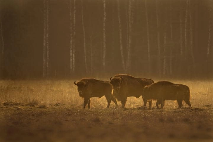 Imagini cutremurătoare de la ferma de bizoni și cerbi din Cluj-Napoca: De la 'cea mai mare din Est' la câmp al morții