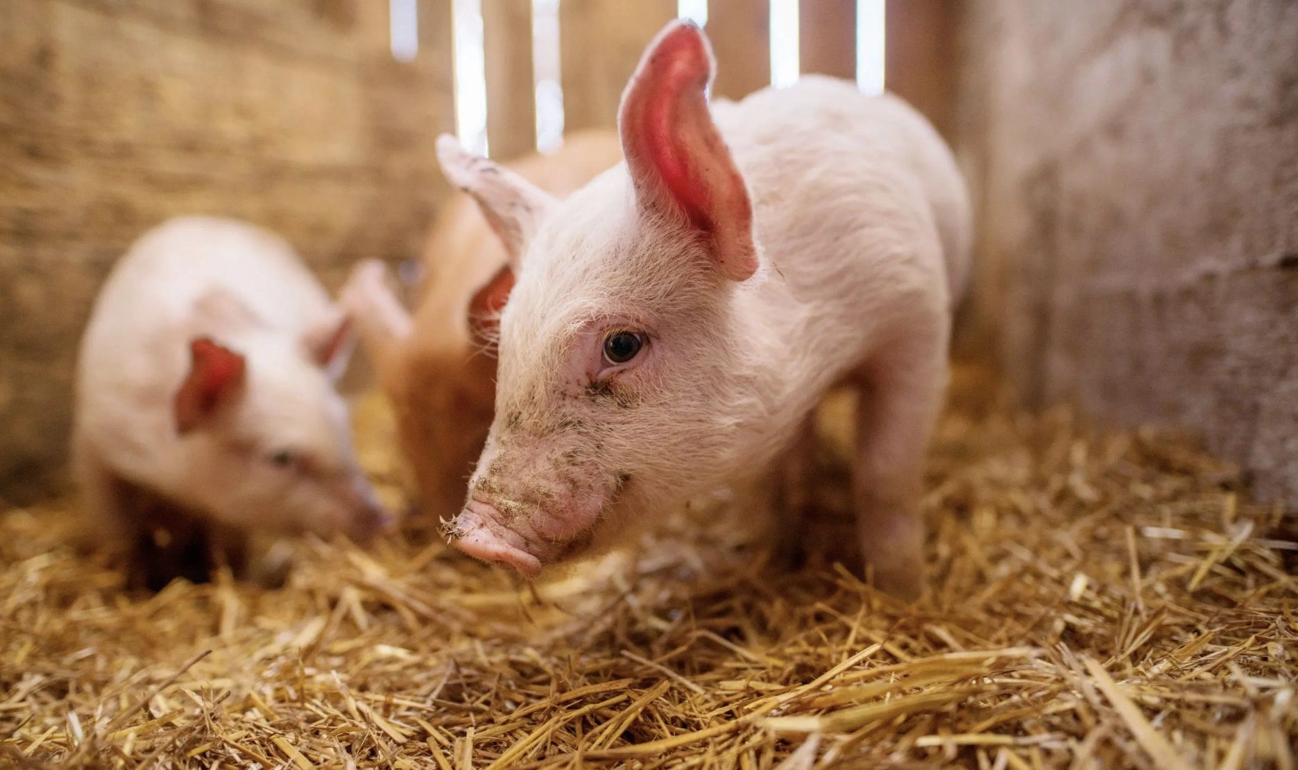 VIDEO Un sat a rămas fără curent după ce un porc și-a luat zborul. A rămăs agățat în liniile de înaltă tensiune